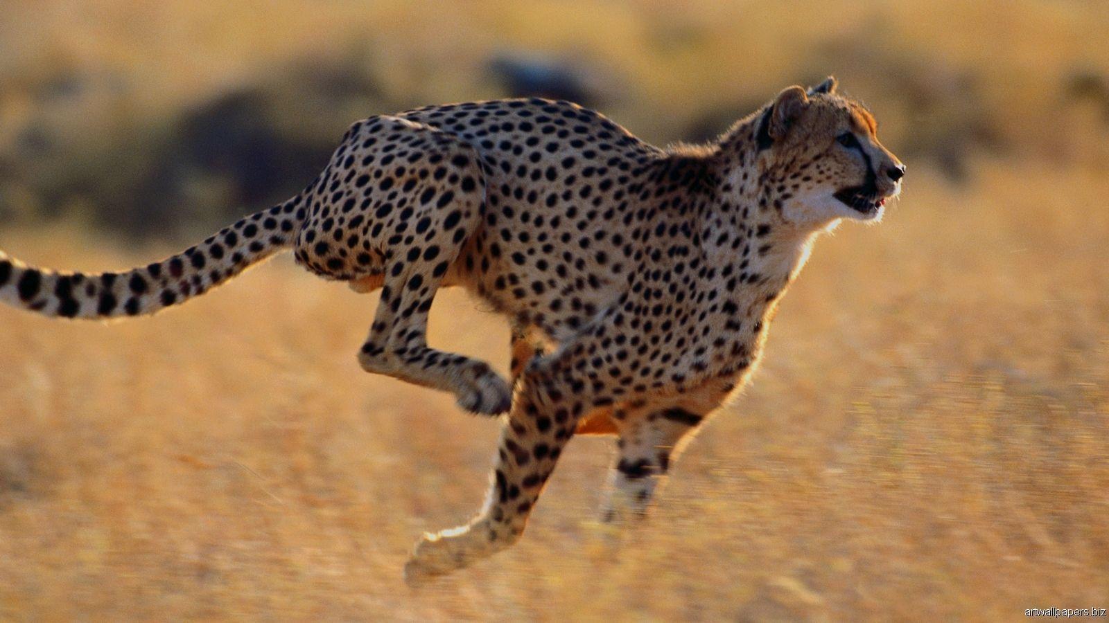 Animals For > African Cheetah Wallpaper