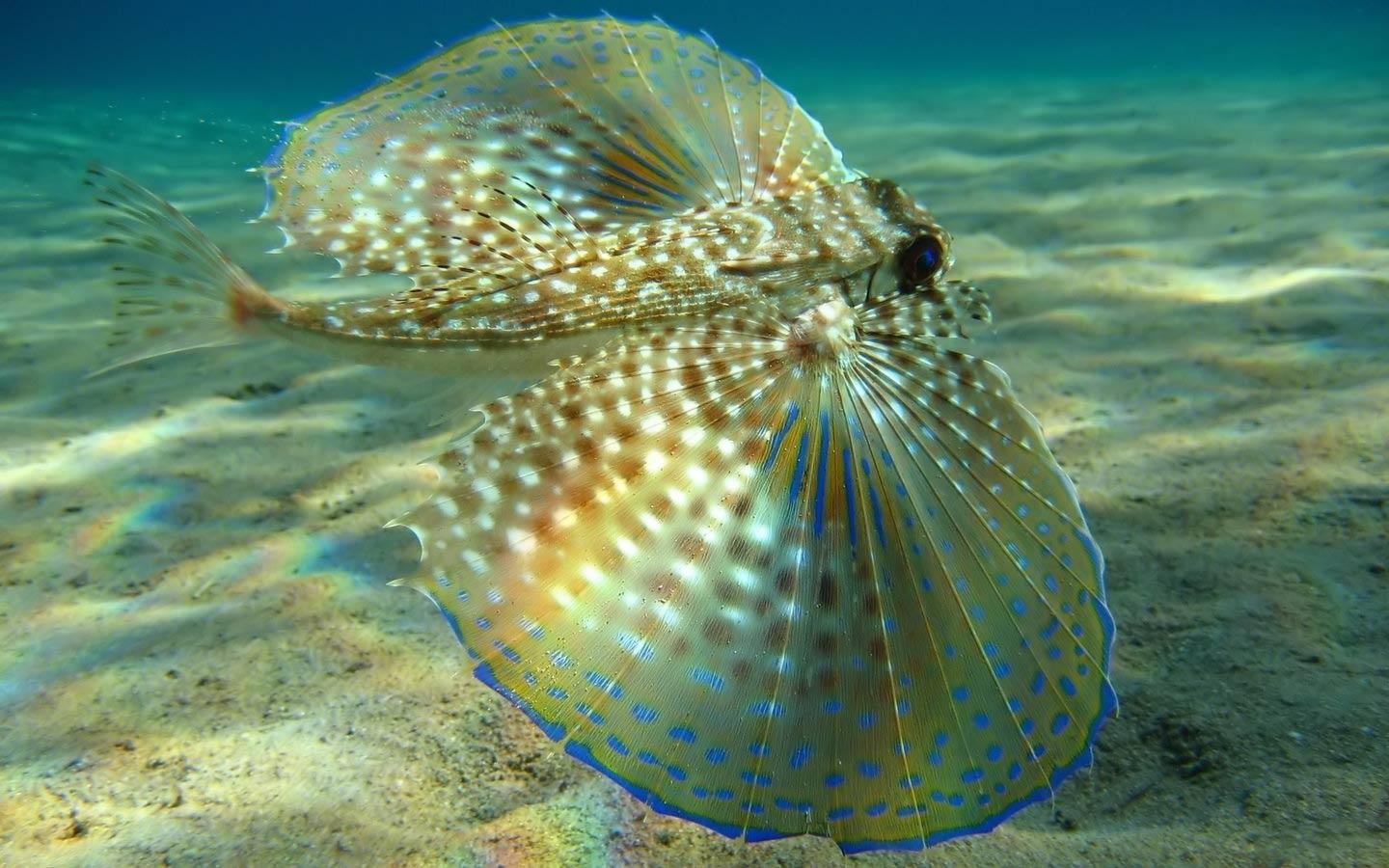 Antenneta Lionfish Popular Aquarium Fish HD Wallpaper. High