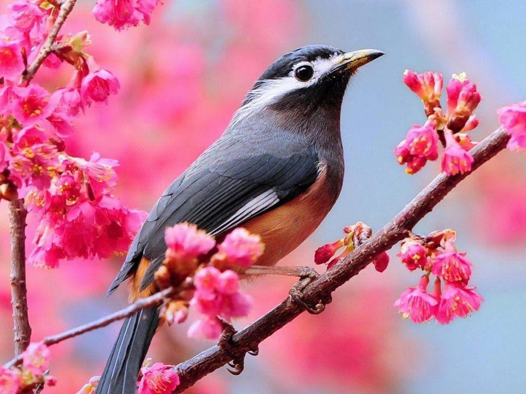 Beautiful Birds Wallpaper Desktop Wallpaper