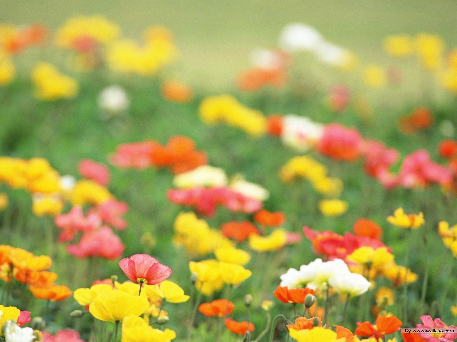 HD Colorful Wildflowers, The Brilliant World of Wild Flowers