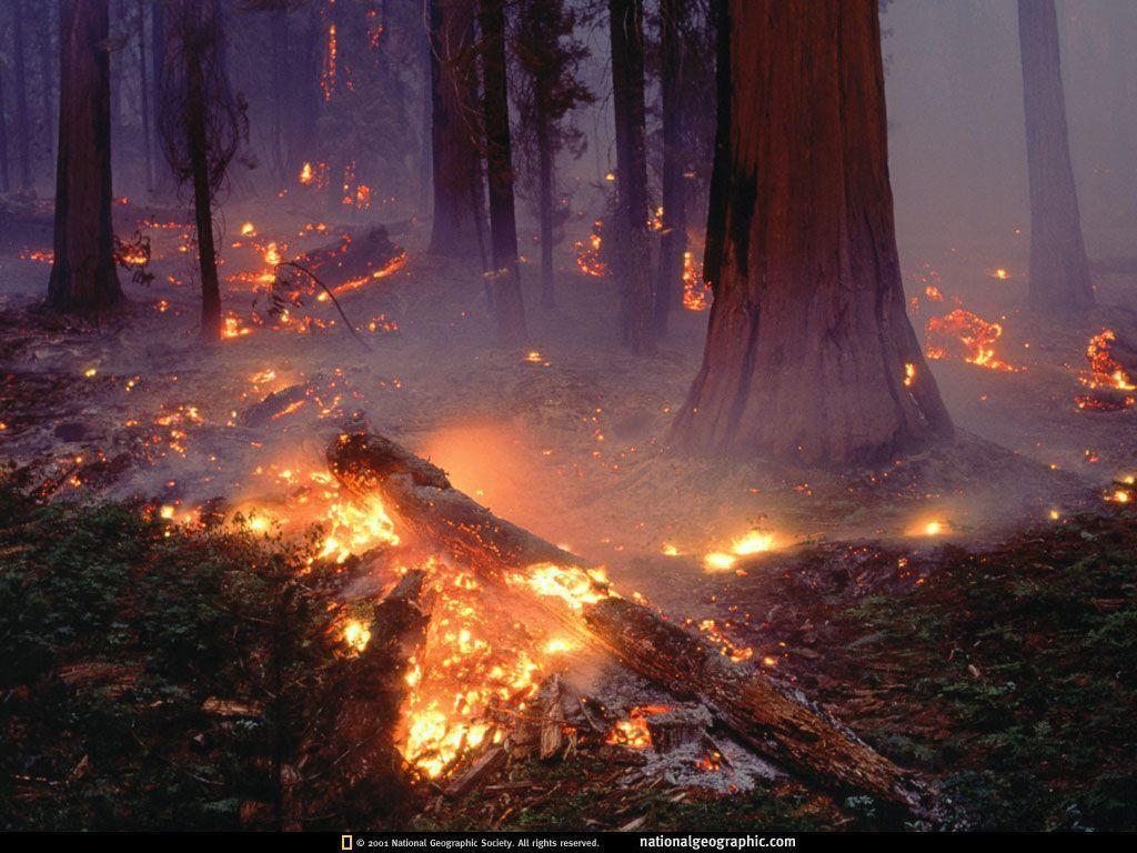 Premium AI Image | Blazing wildfire engulfs vast forest devouring everything