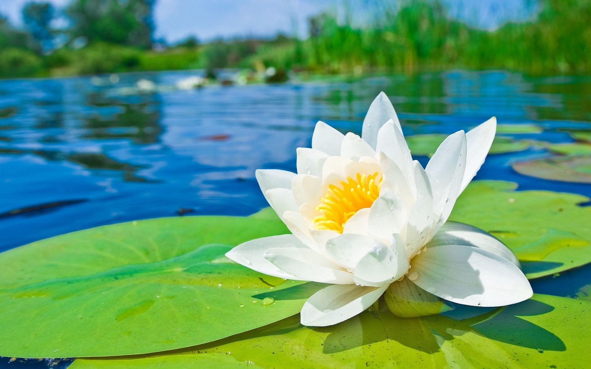 1920x1200 Water lily hd Wallpapers