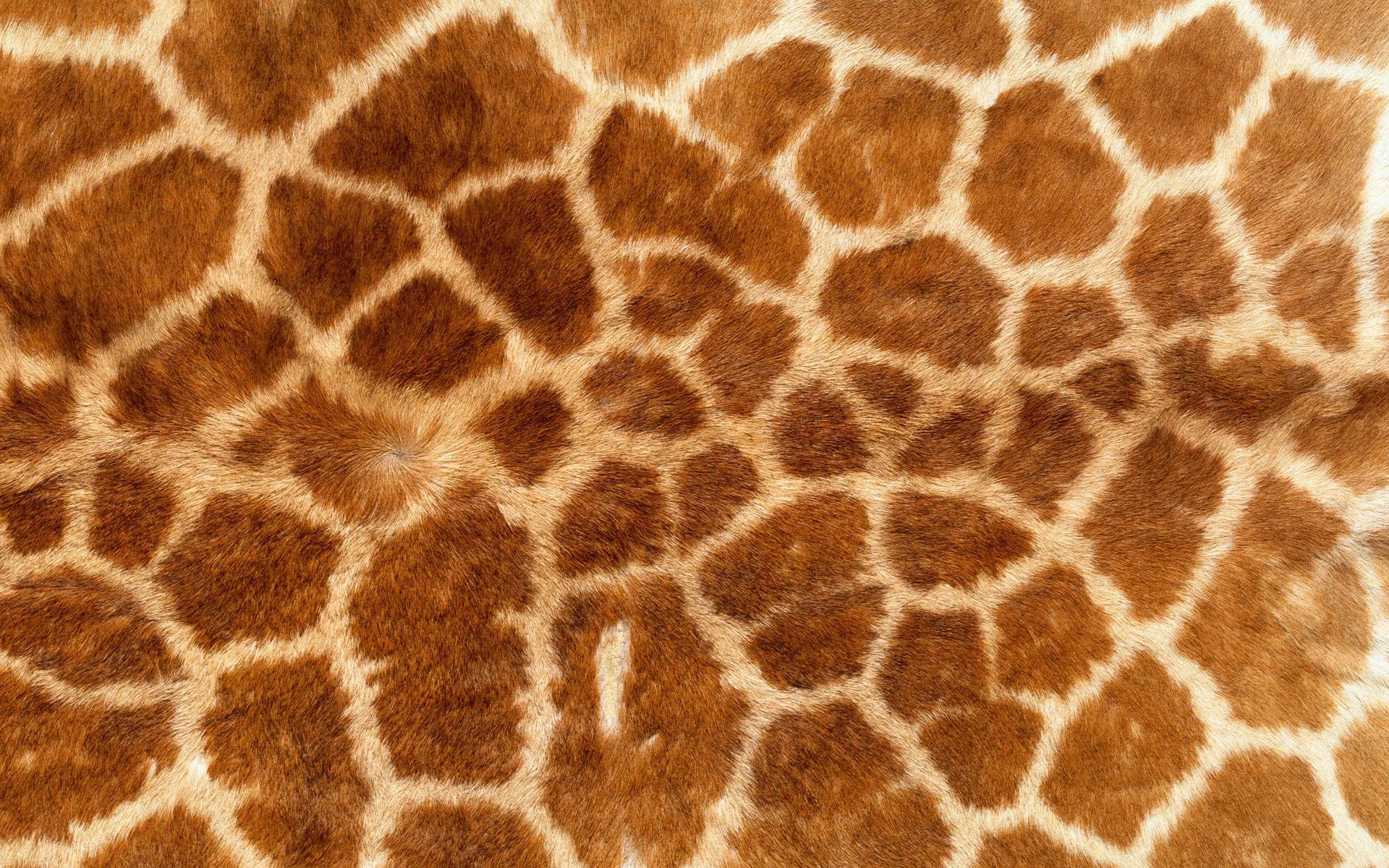 Download texture: download, texture giraffe, photo, background