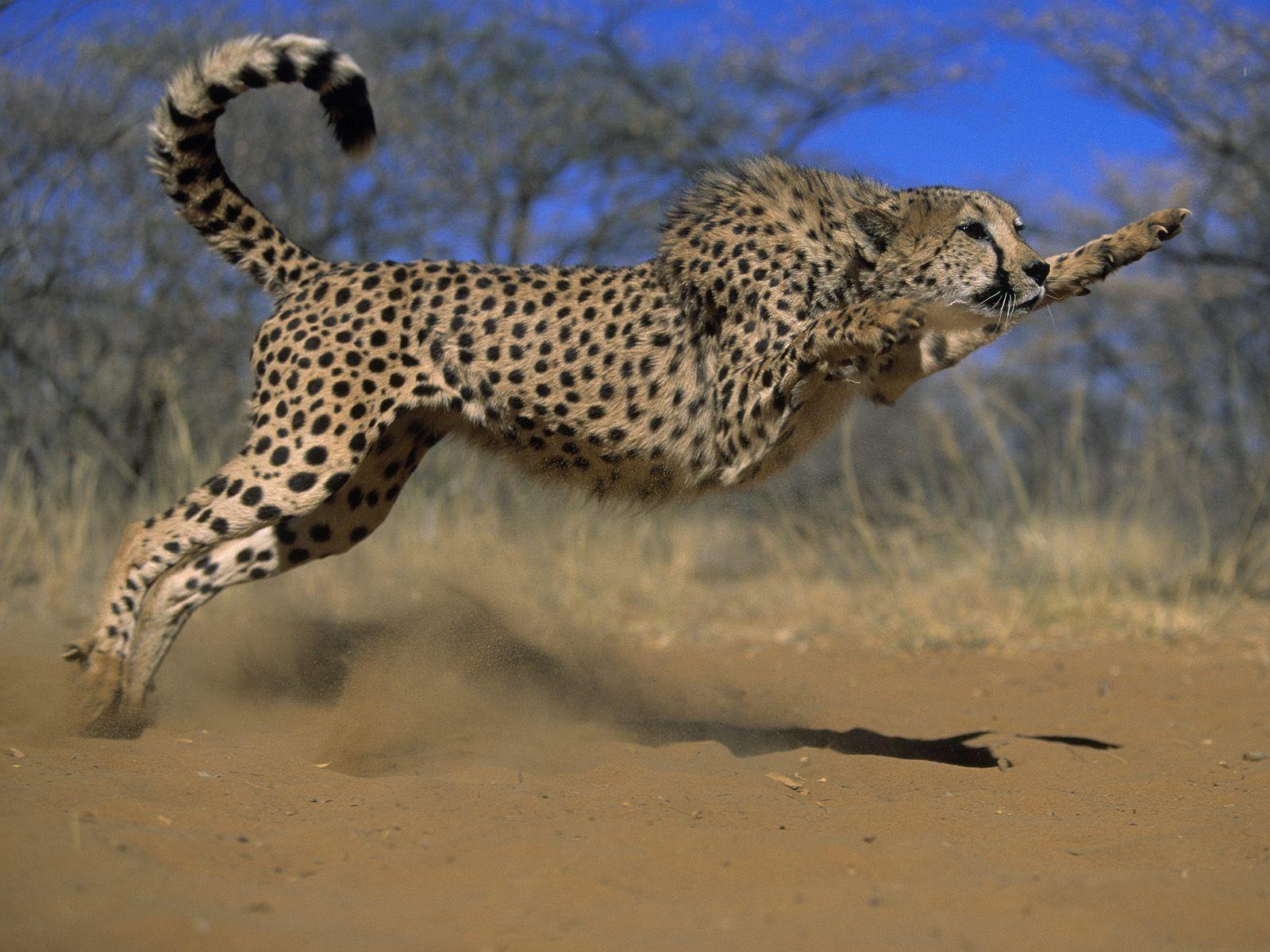 Pix For > Cheetah Wallpaper