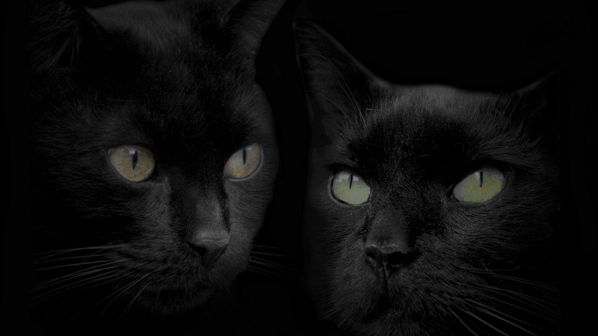 Child Black Cat Wallpaper