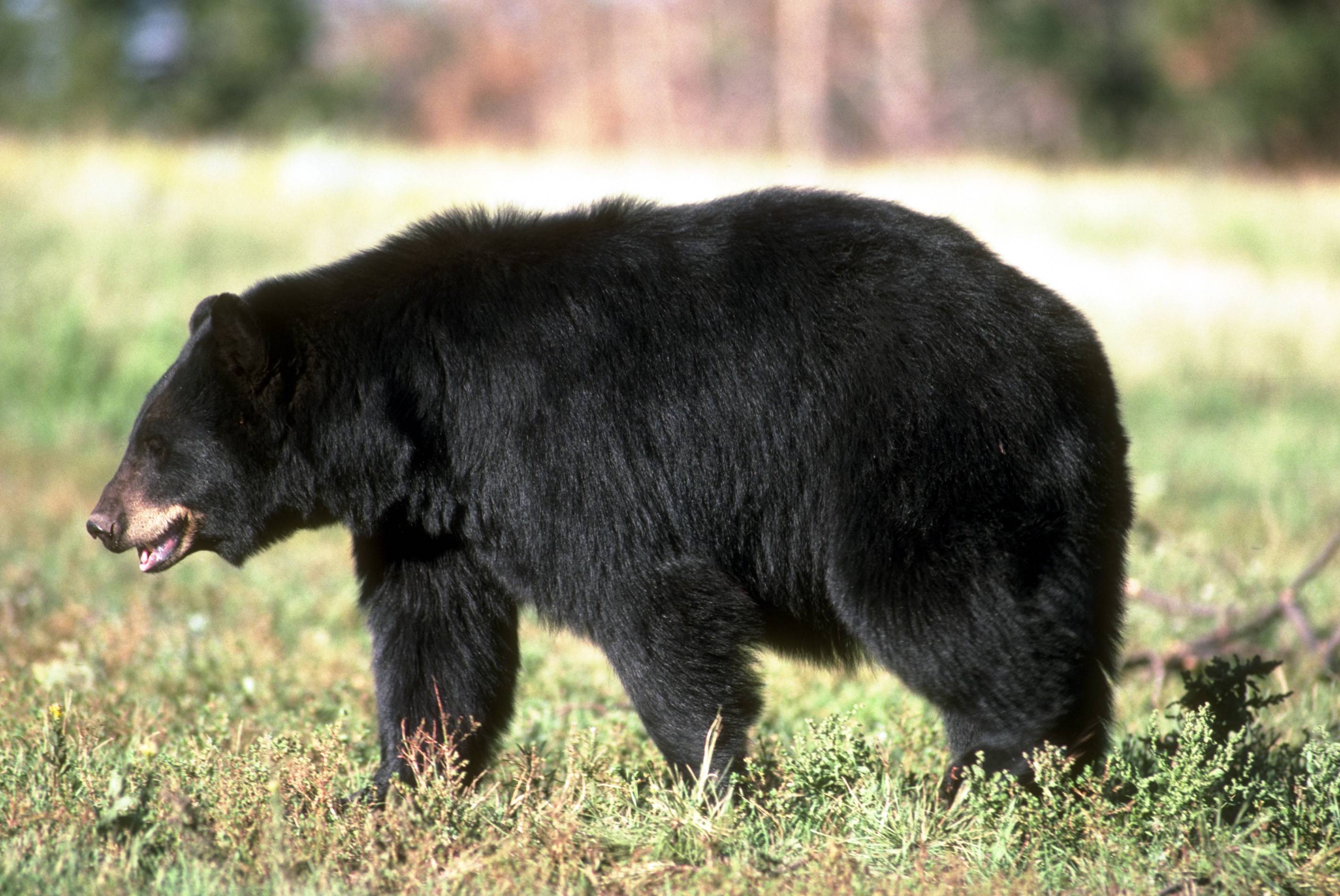 Белогрудый медведь Иран