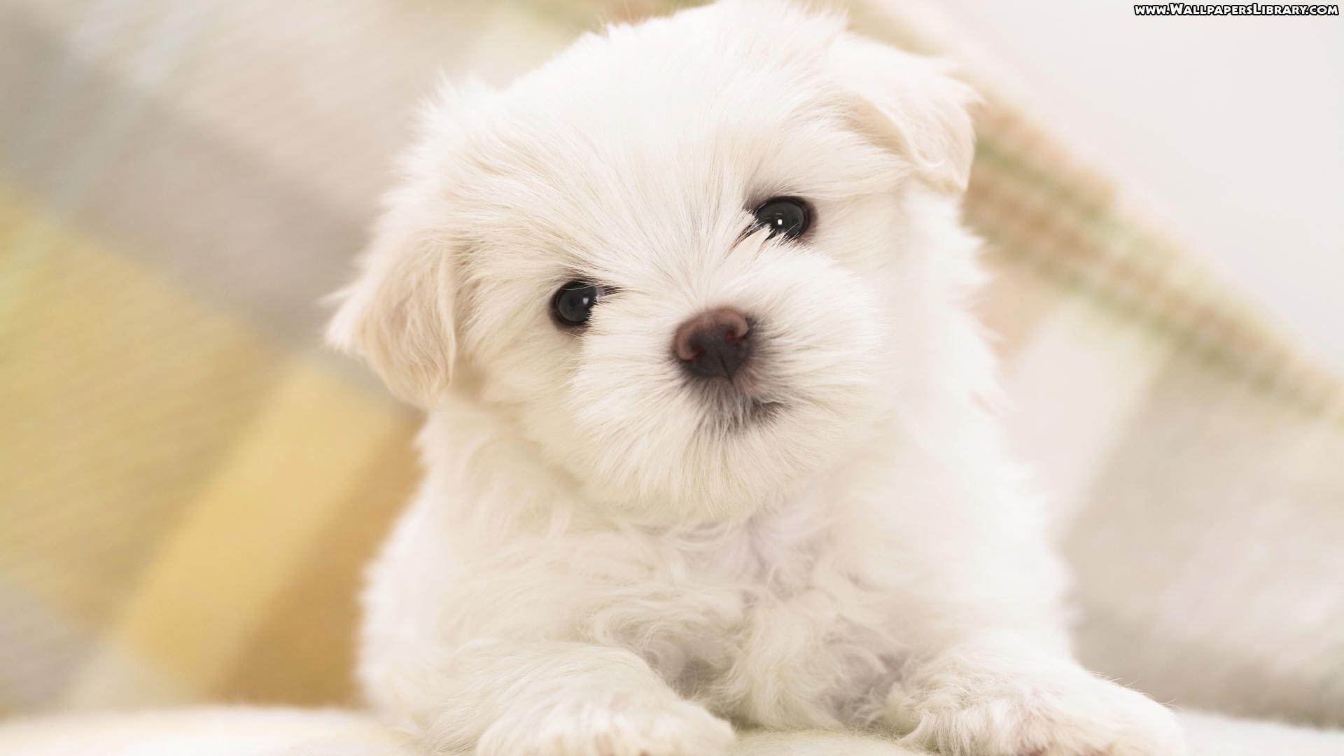 Wallpaper For > Cute Puppies Wallpaper Background