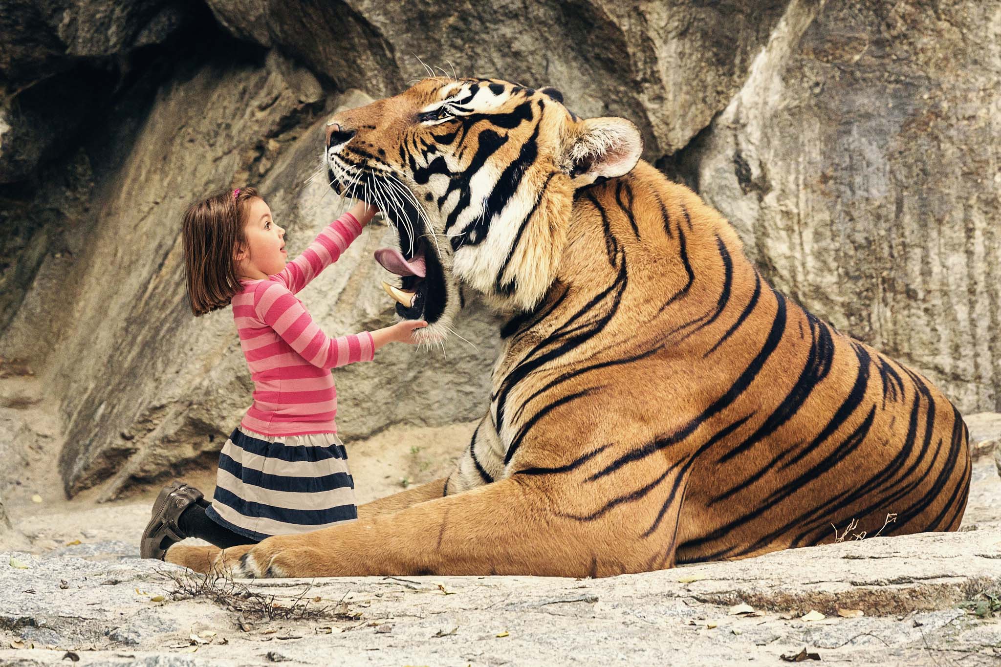 Animal Tigers Mouth Tiger Free Cool Wallpaper 2048×1365. Cool PC