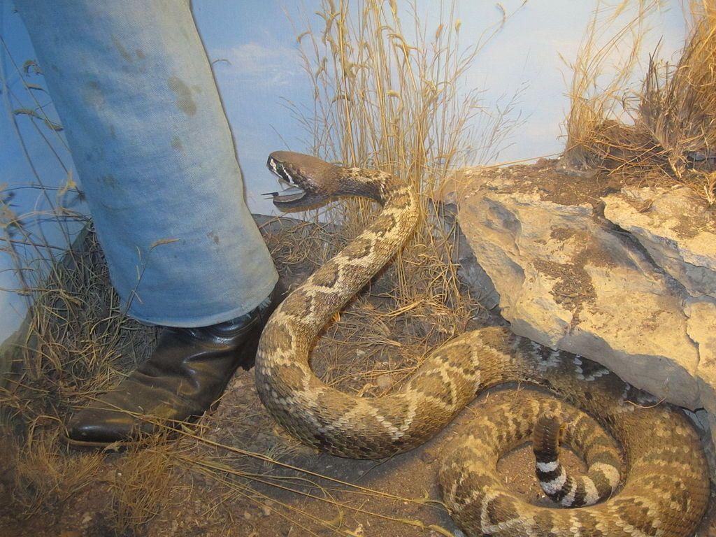 Rattlesnake, Witte Museum, San Antonio, TX IMG