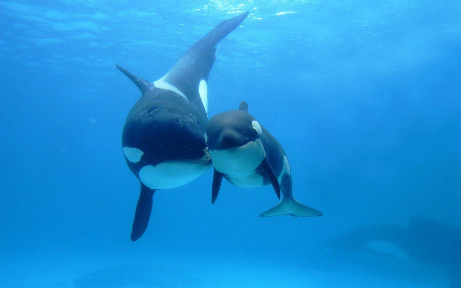 Mother killer whale and her child