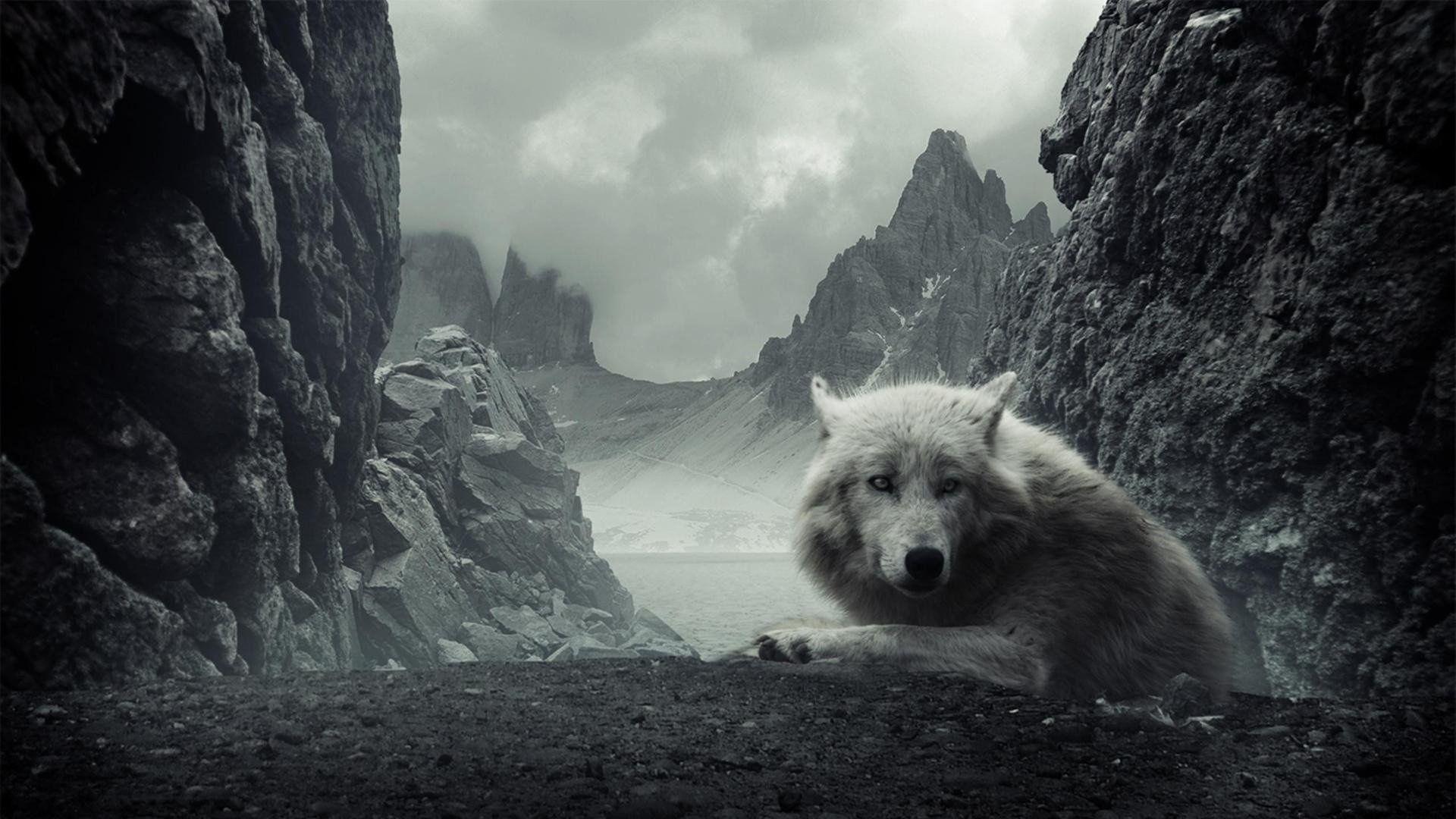 Angry Wolf HD Wallpaper