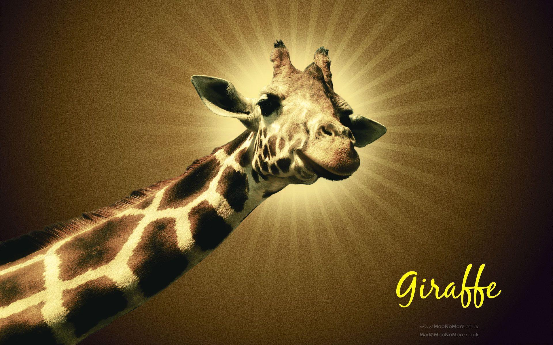 Giraffe background HQ wallpaper