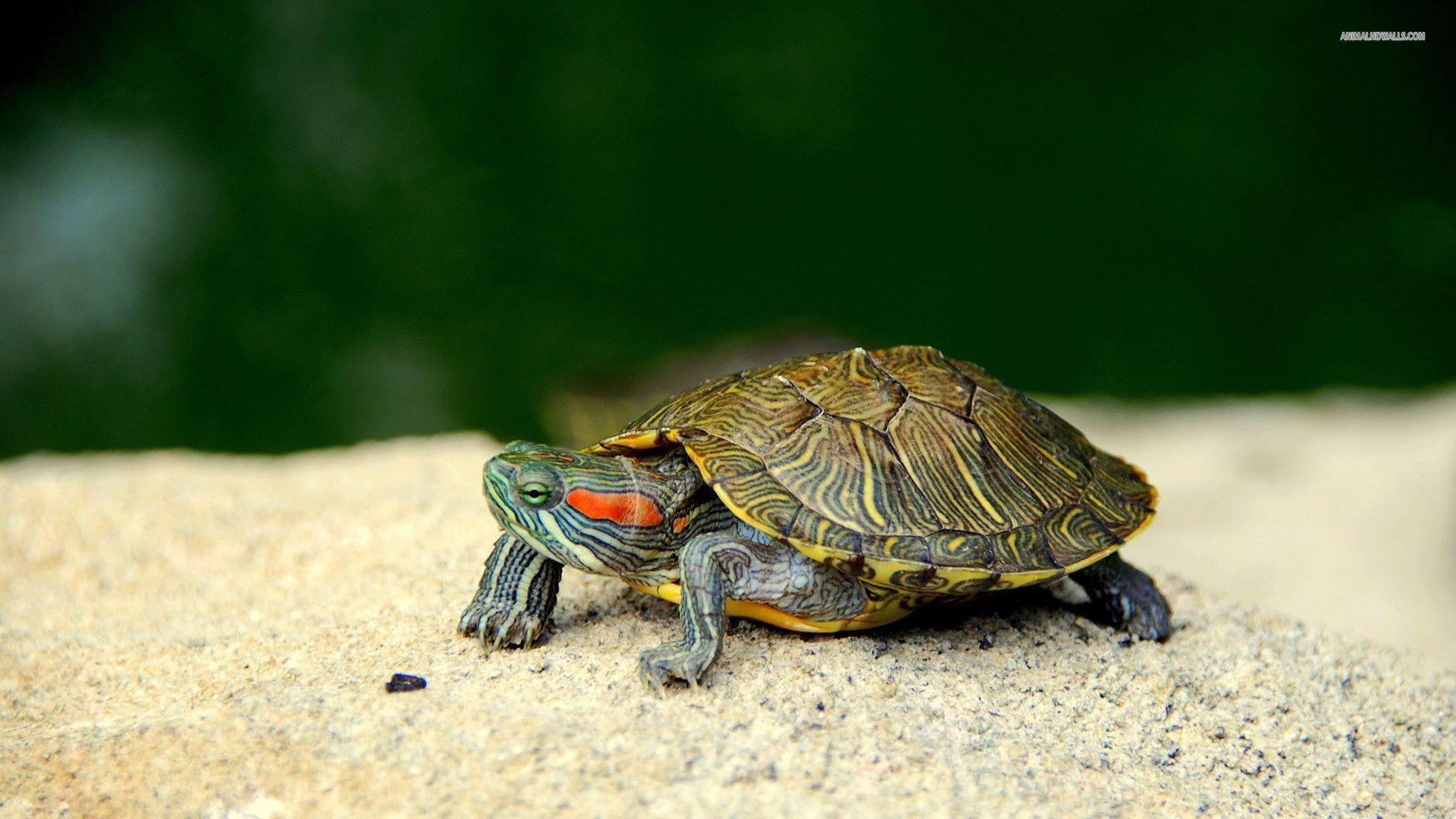 Turtle wallpapers #