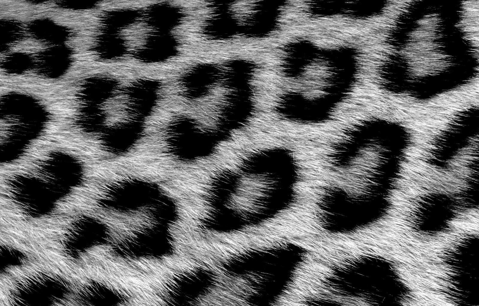 Wallpaper For > Black And White Leopard Wallpaper