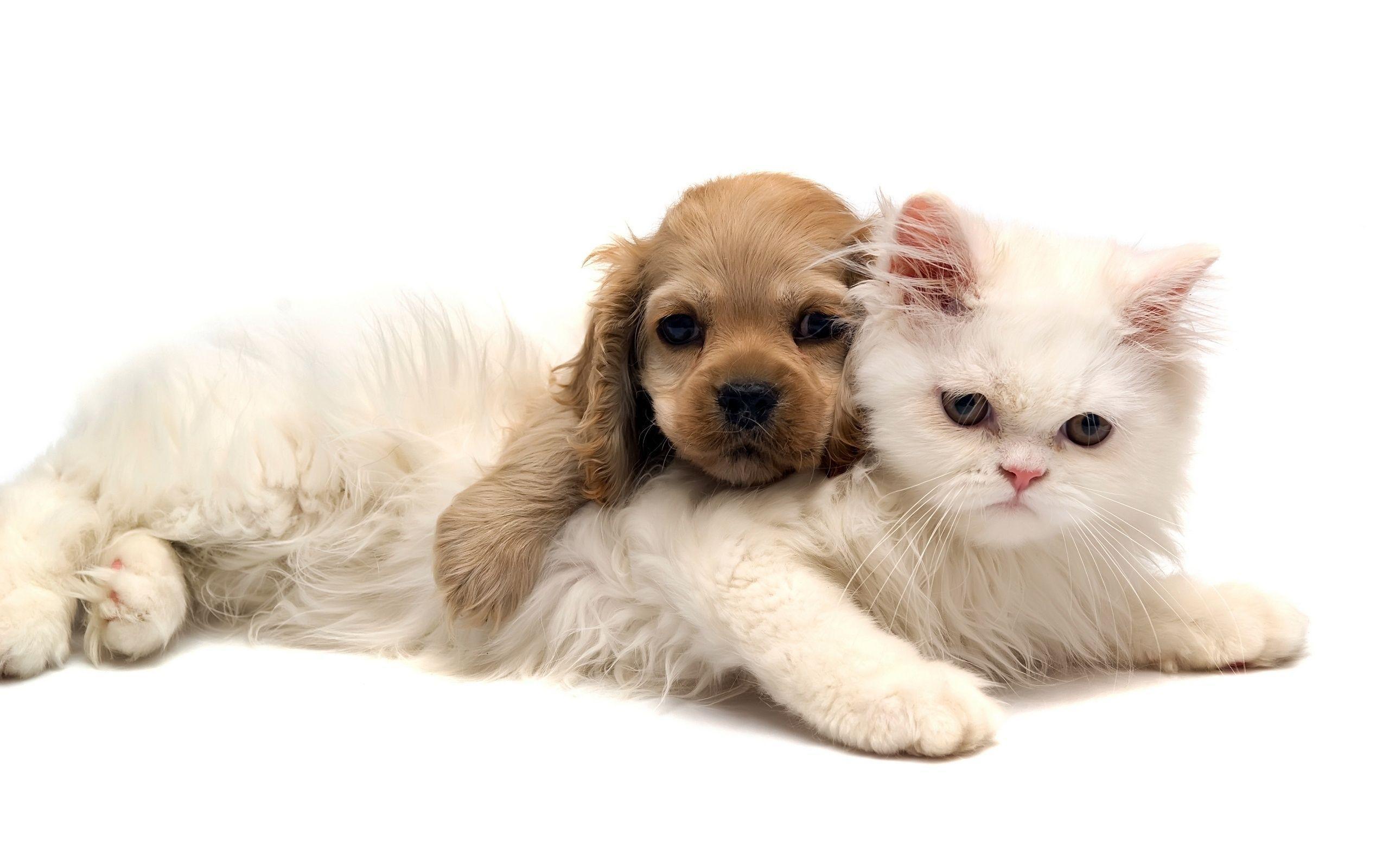 Cat and dog wallpaper and image, picture, photo