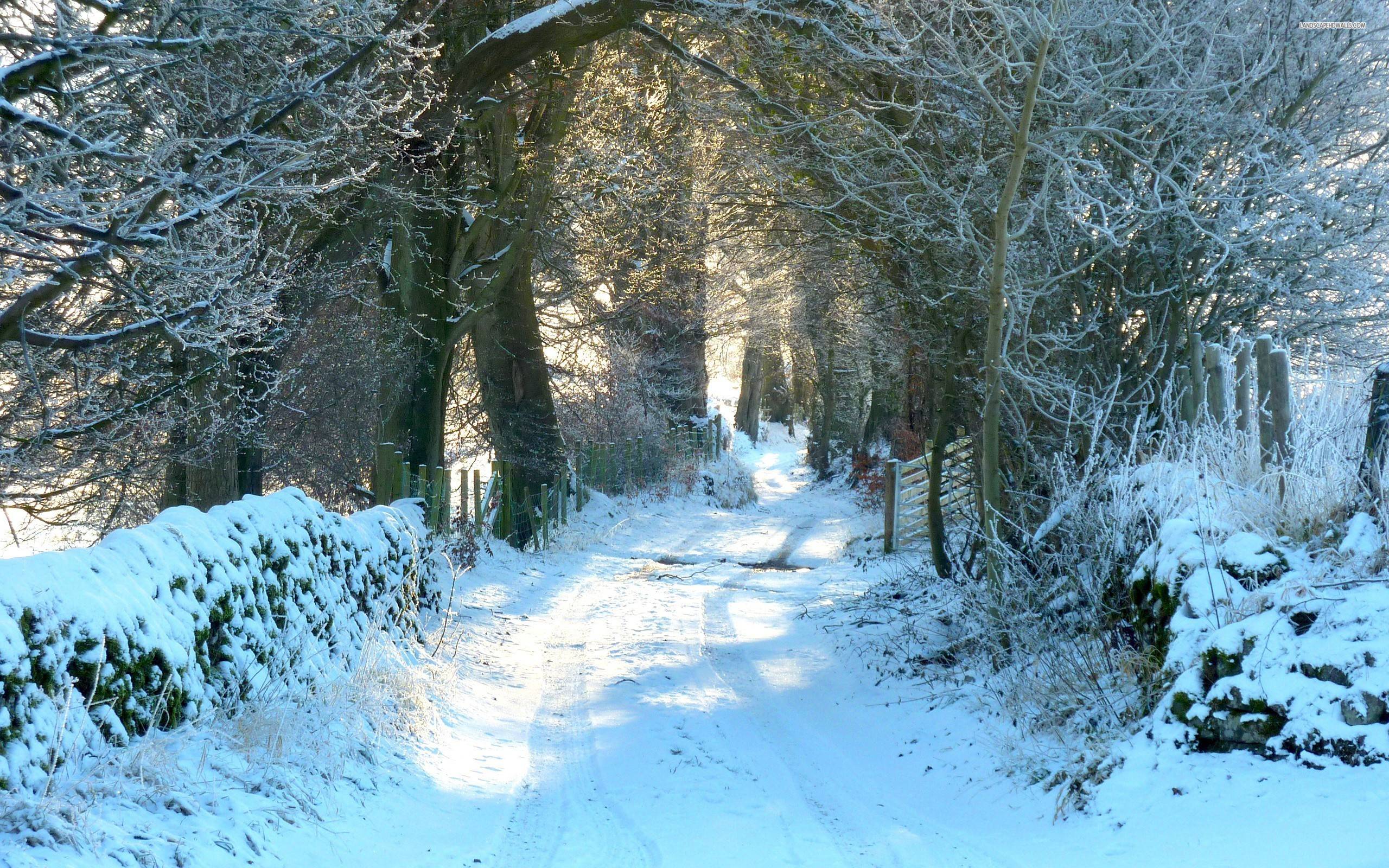 Snowy Forest Road wallpapers #