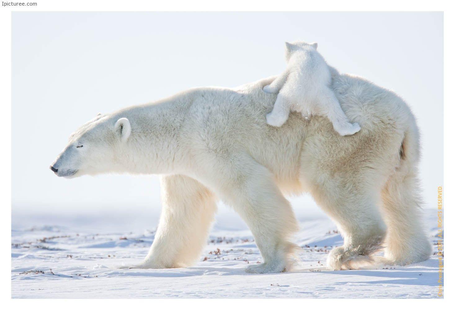 Wallpaper For > Polar Bear iPhone Wallpaper