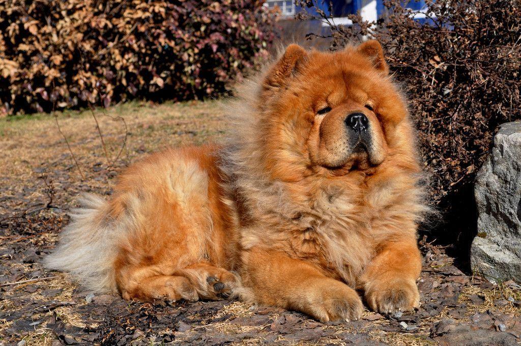 Resting Chow Chow photo and wallpaper. Beautiful Resting Chow Chow