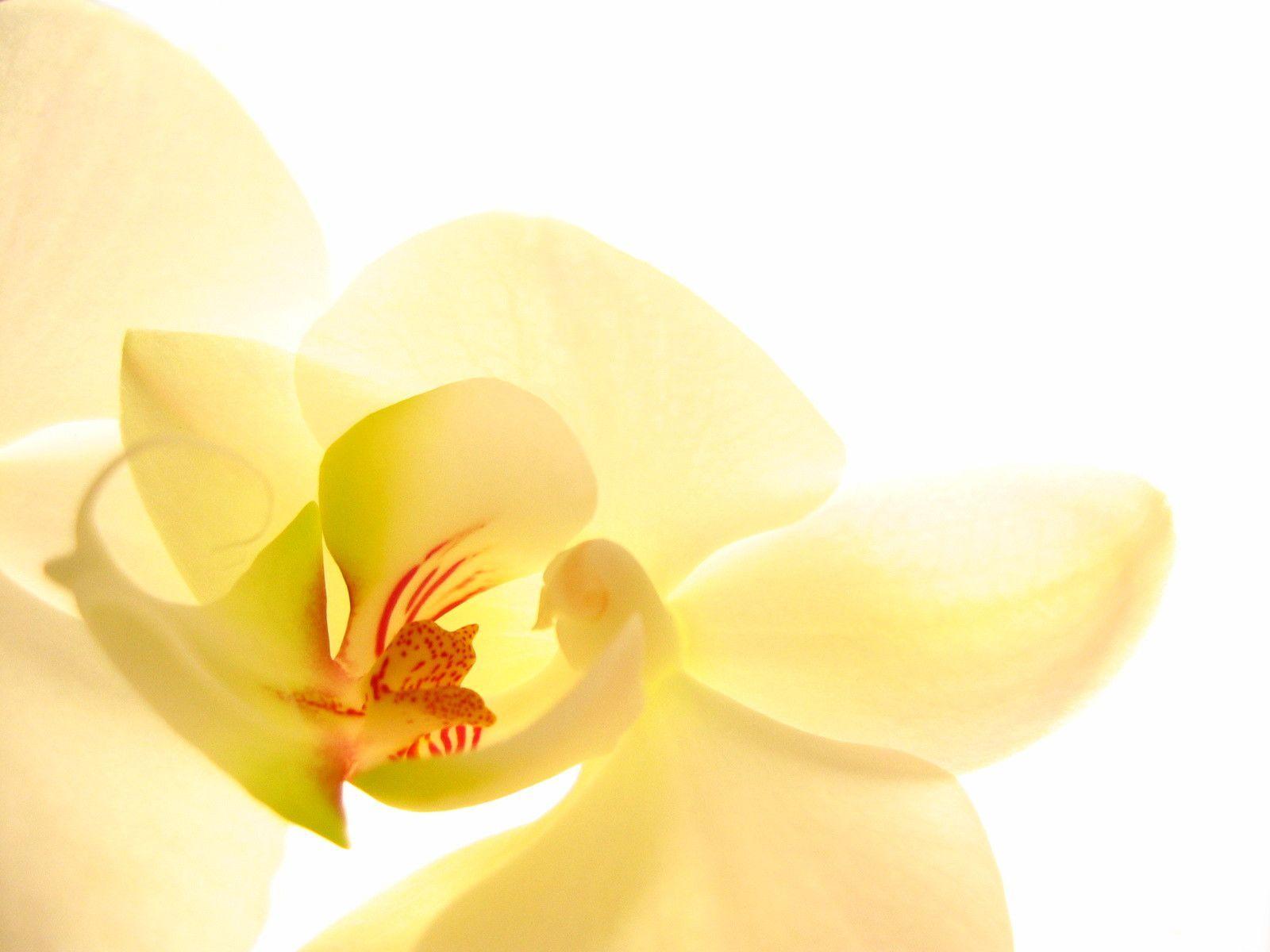White Orchid Macro desktop wallpaper