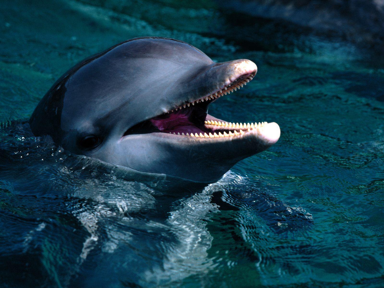 Bottlenose Dolphins HD Wallpaper- HD Wallpaper OS
