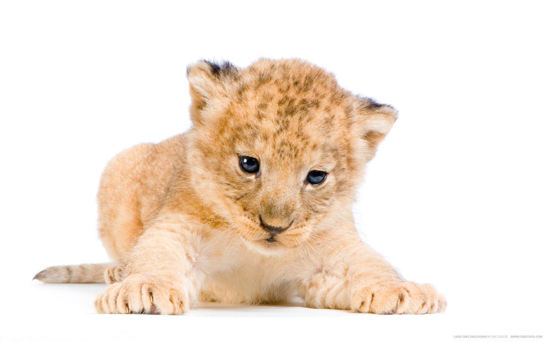 Lion Cub Wallpaper