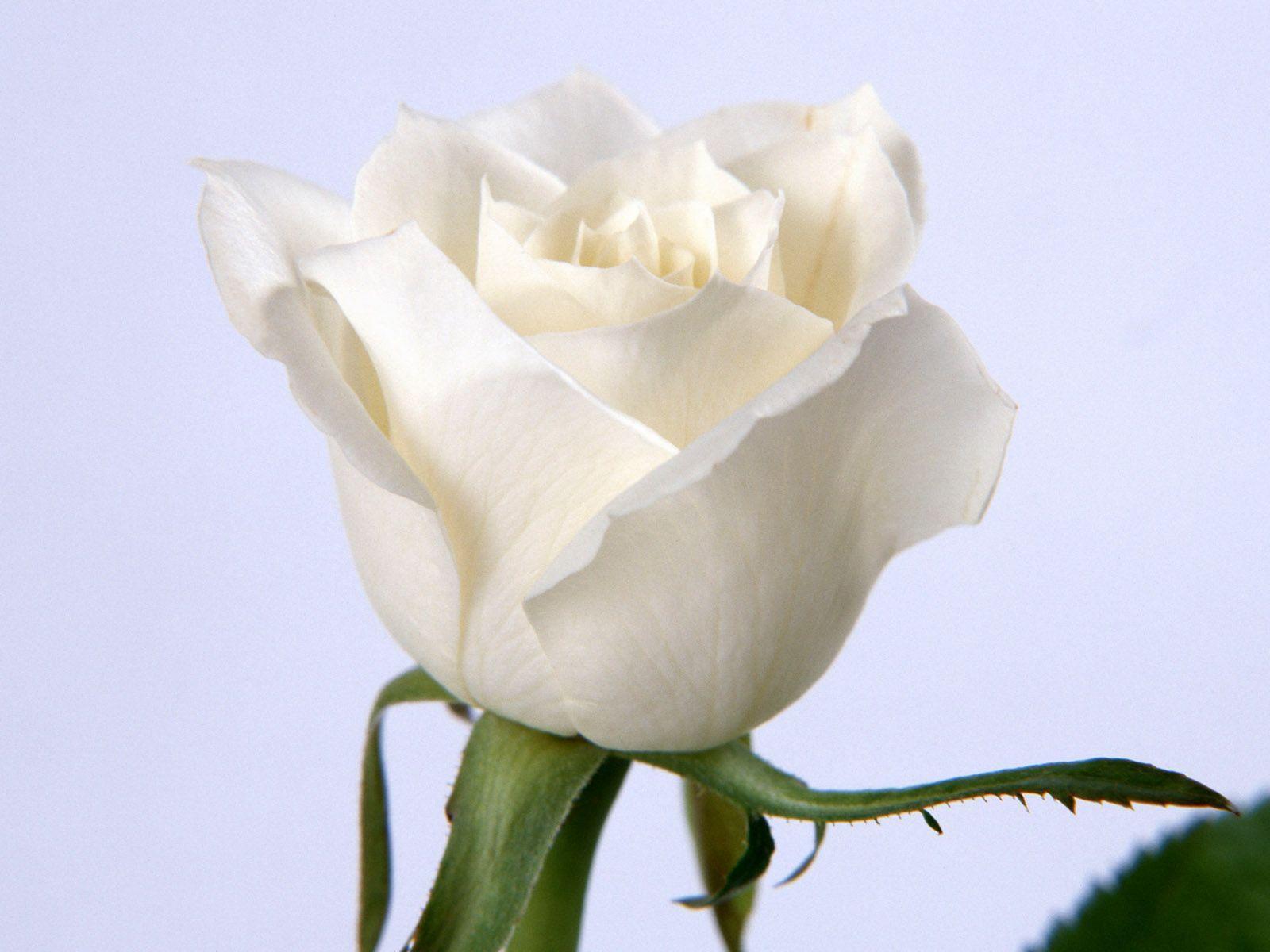 White Roses Wallpaper