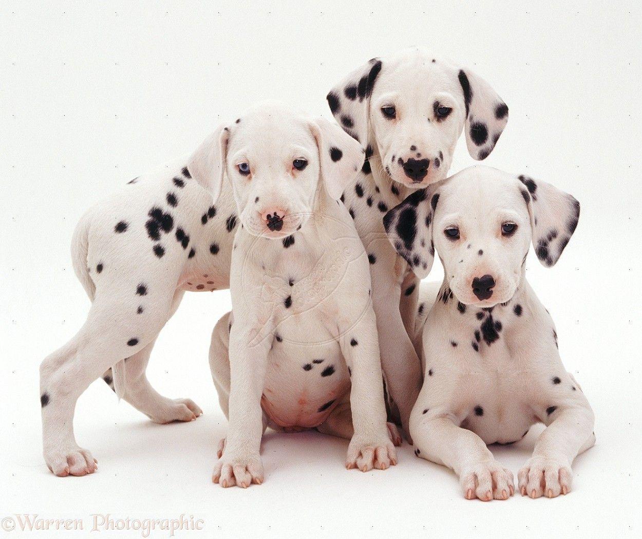 Dalmatian puppies for you