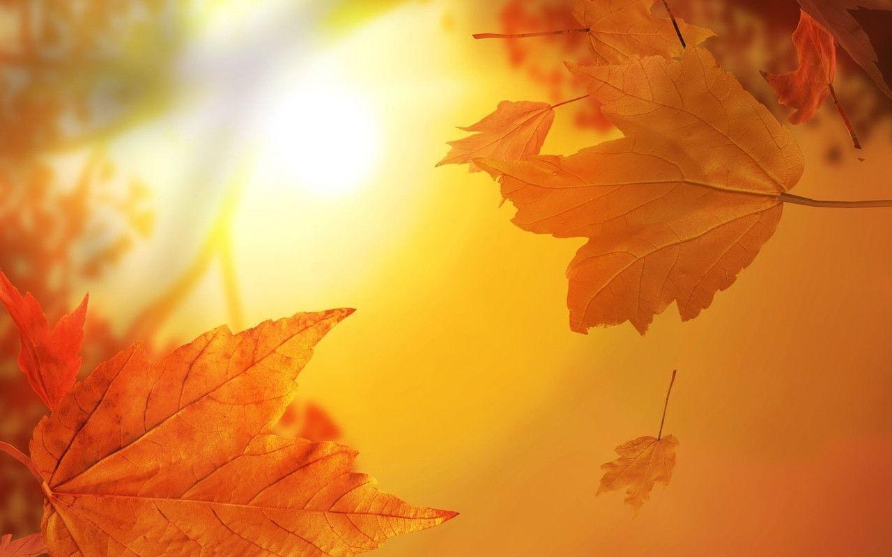 Autumn Leaves HD Widescreen Wallpaper Image. High Quality PC