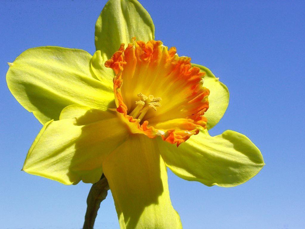 Free Wallpaper Flowers daffodils