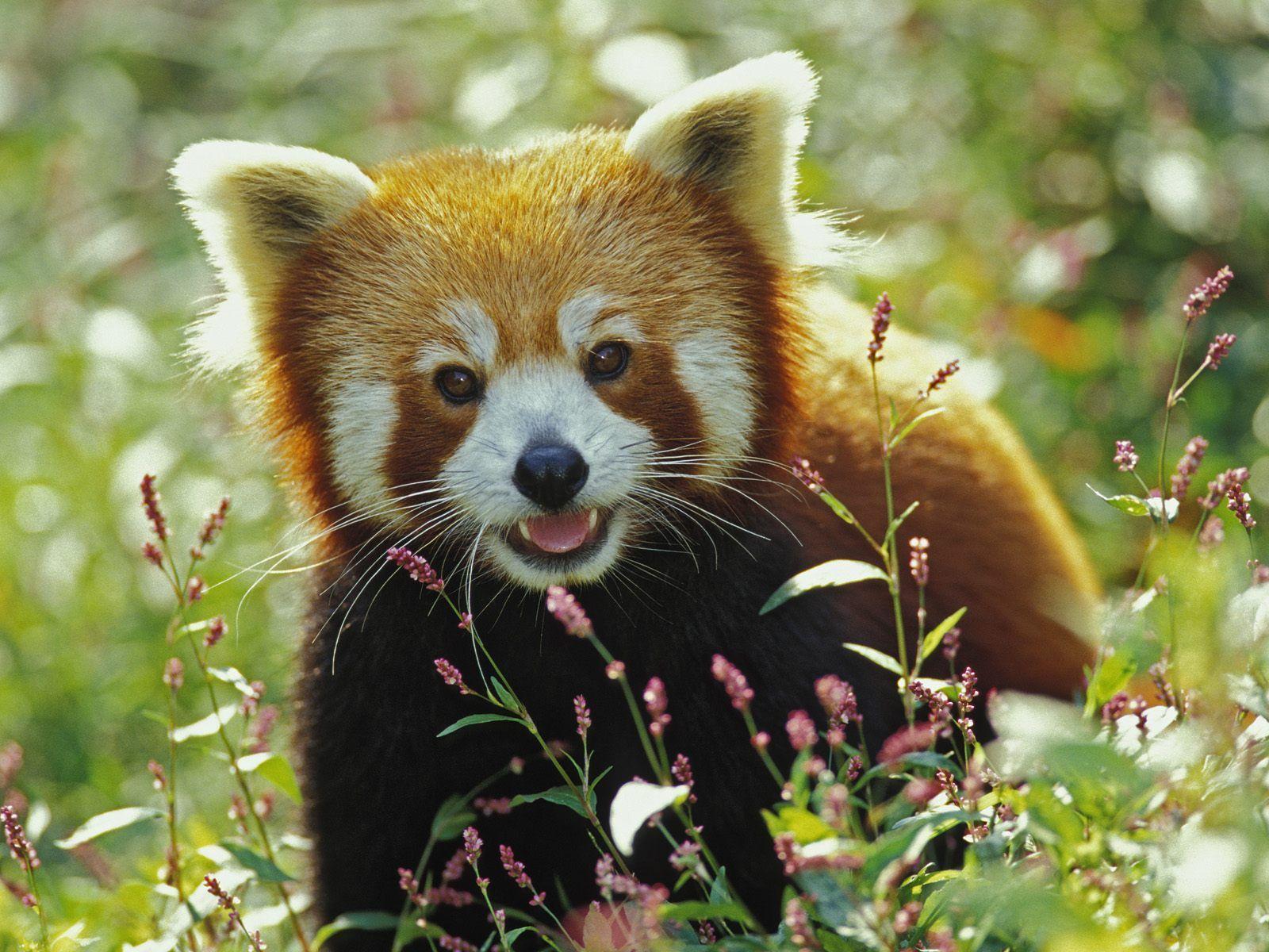 Red panda With grass (2717). Animal Wallpaper Osteotx.com