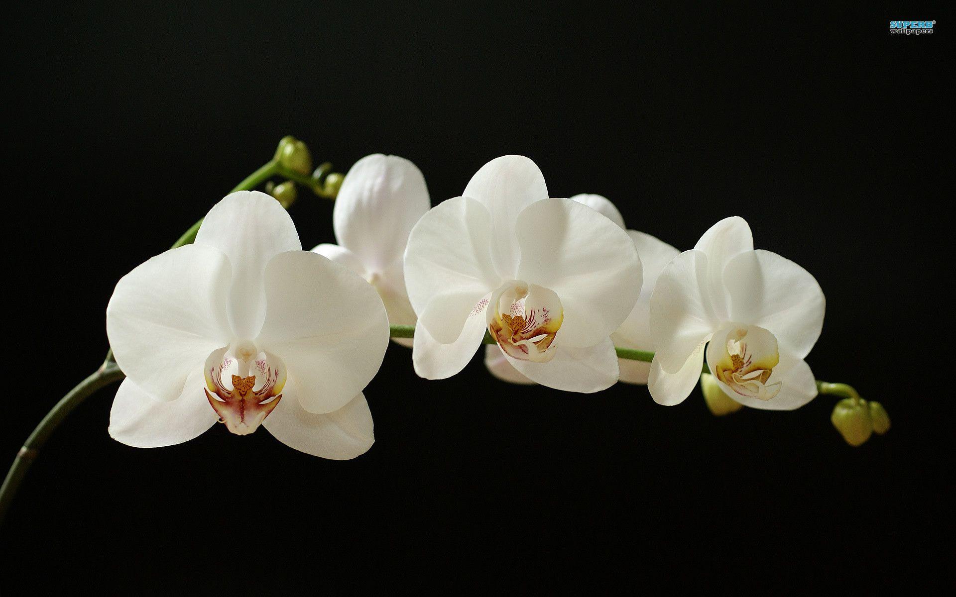 White Orchid wallpaper wallpaper - #