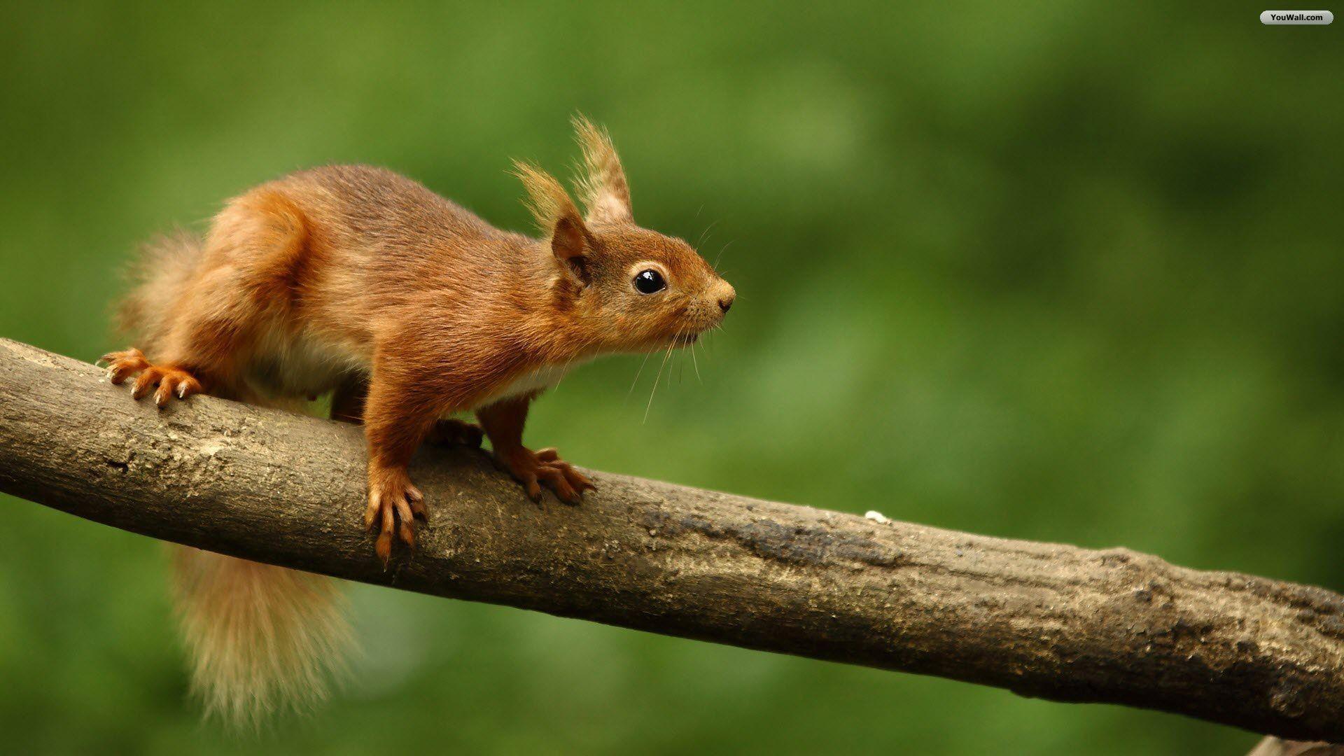 Animals For > Cute Squirrel Wallpaper HD
