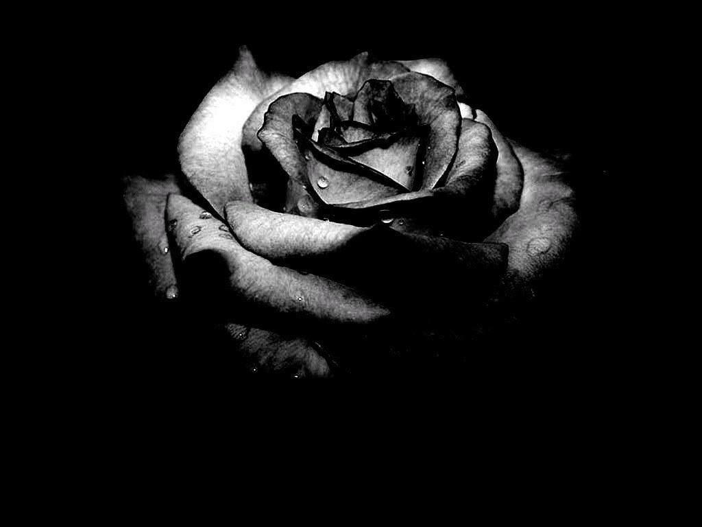 Wallpaper HD: black rose background Black And White Rose