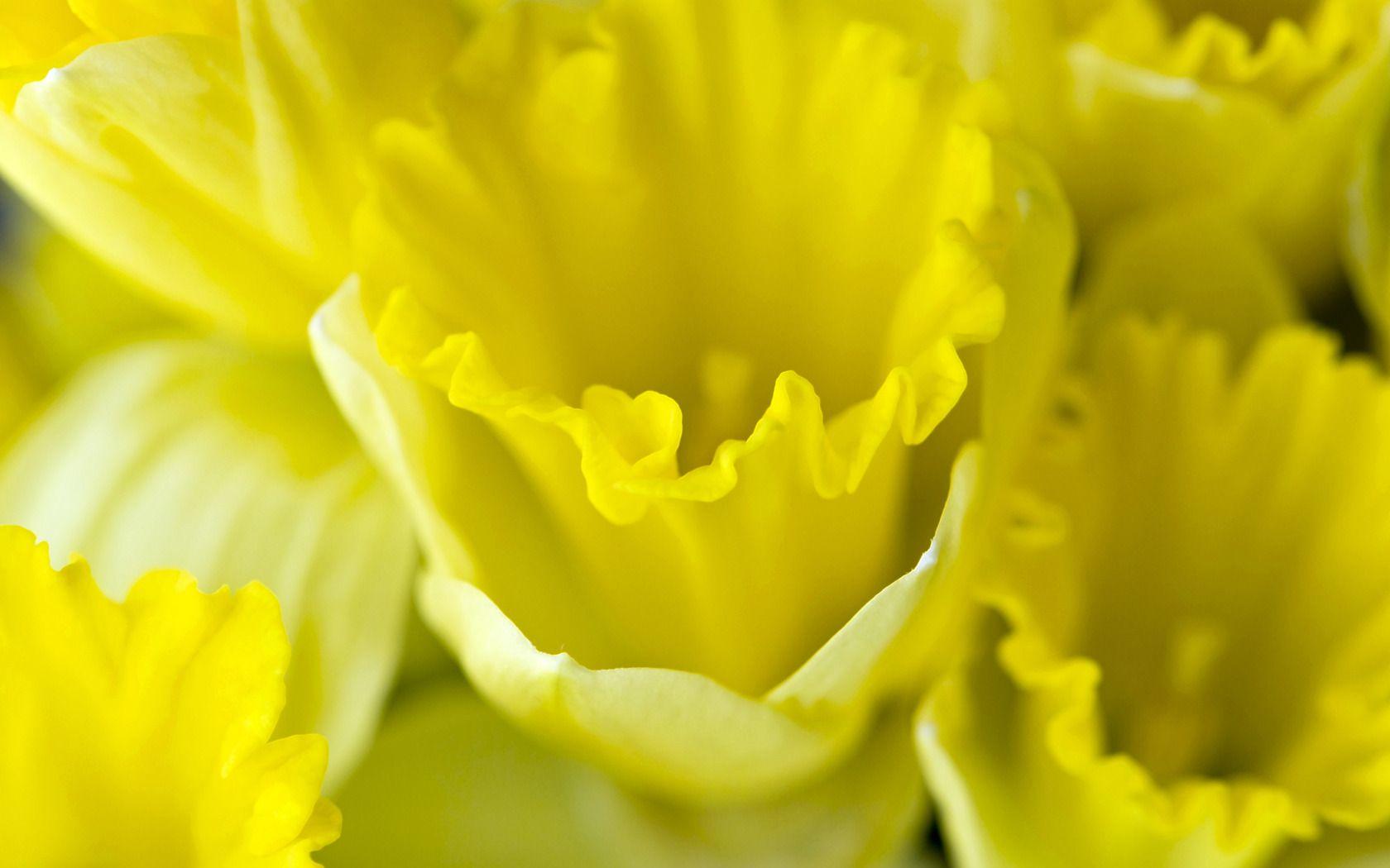 Cheerful Daffodils widescreen wallpaper. Wide