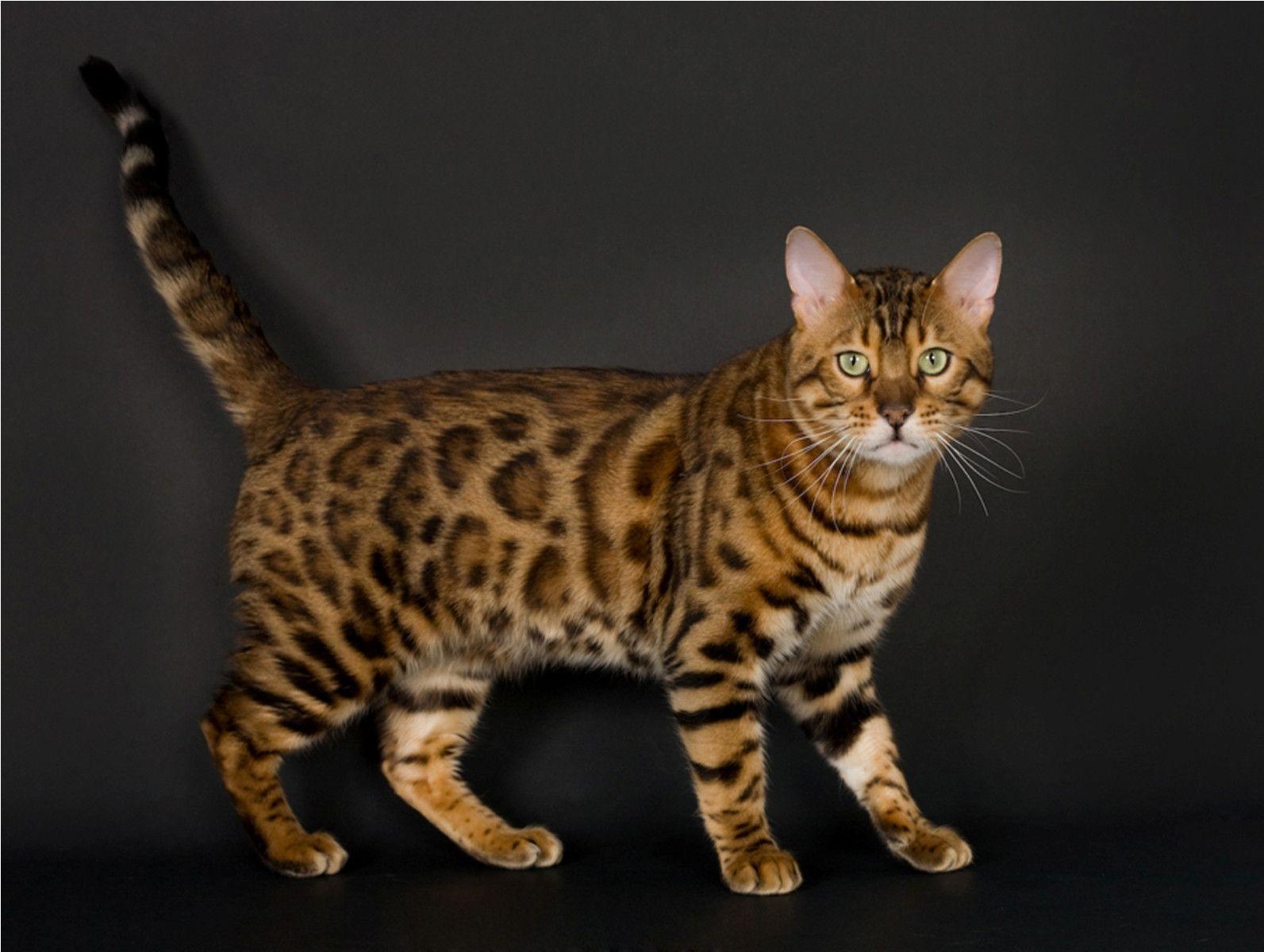  Bengal Cat  Wallpapers Wallpaper Cave