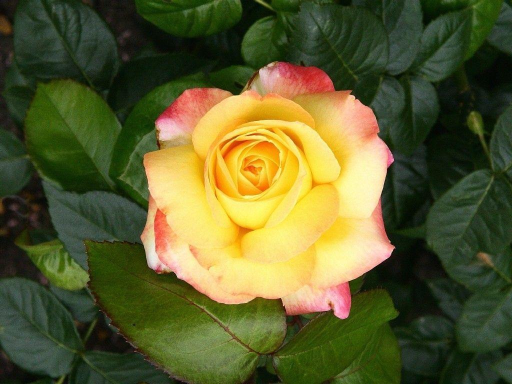 Nature Beauty Wallpaper 35565 Dekstop HD Wallpaper