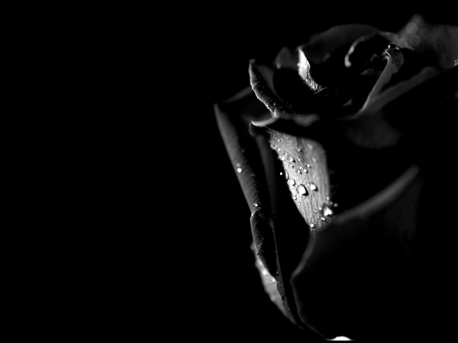 Grow Black Rose  Black Rose Images Hd  3200x2400 Wallpaper  teahubio