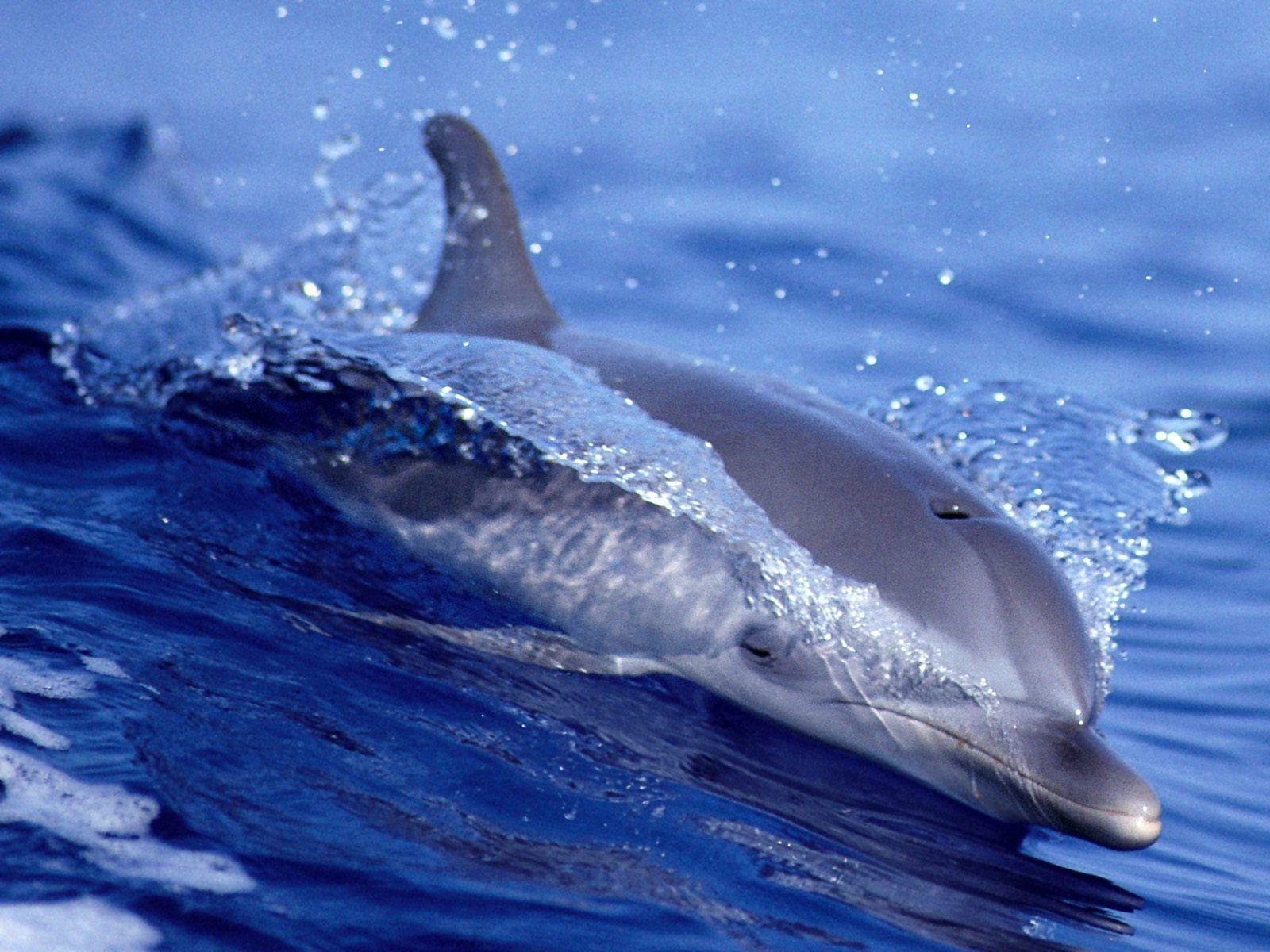 hd wallpaper for desktop: Dolphin wallpaper