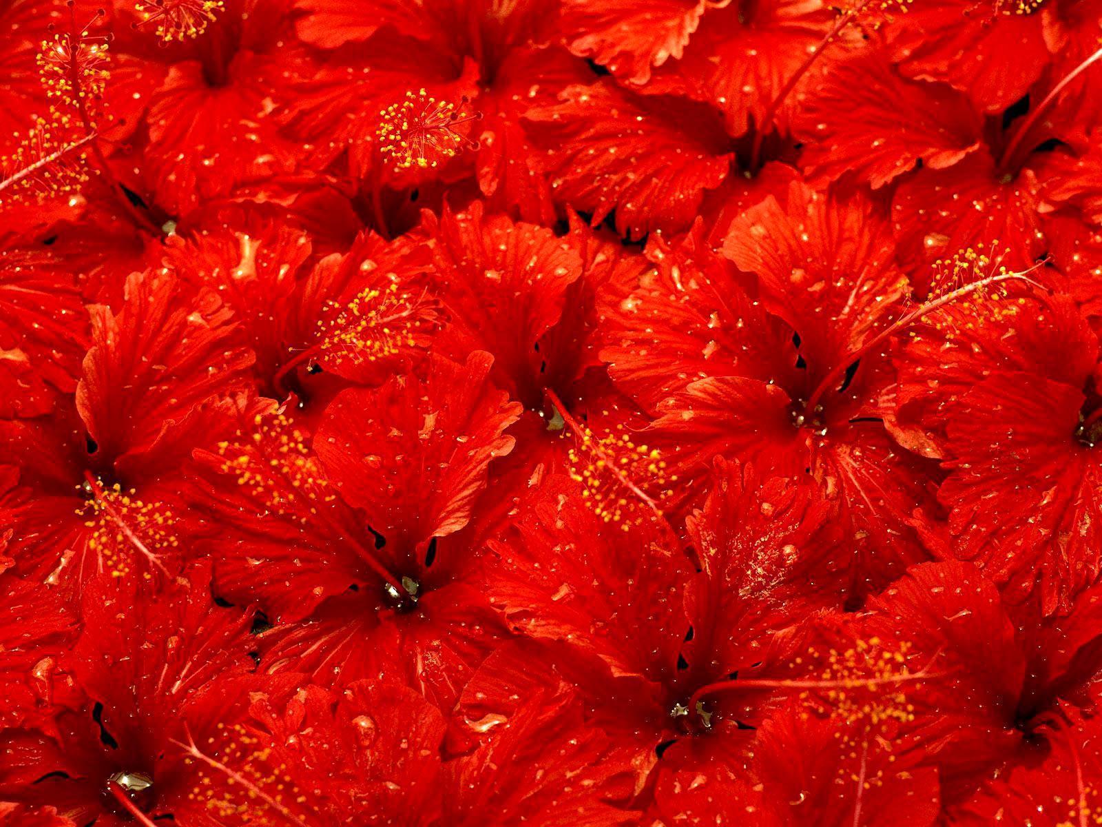 Flowers For > Red Flowers Background