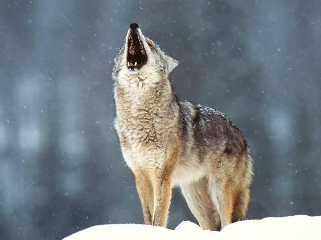 Howling At The moon