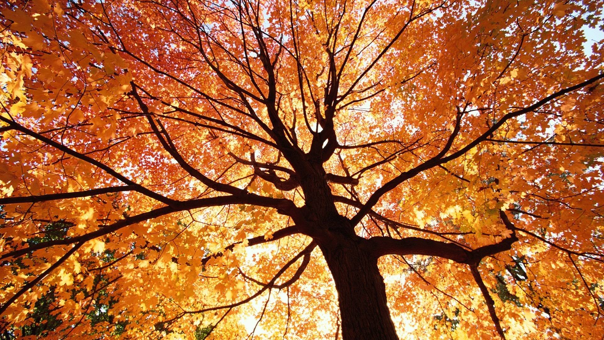 images of autumn trees