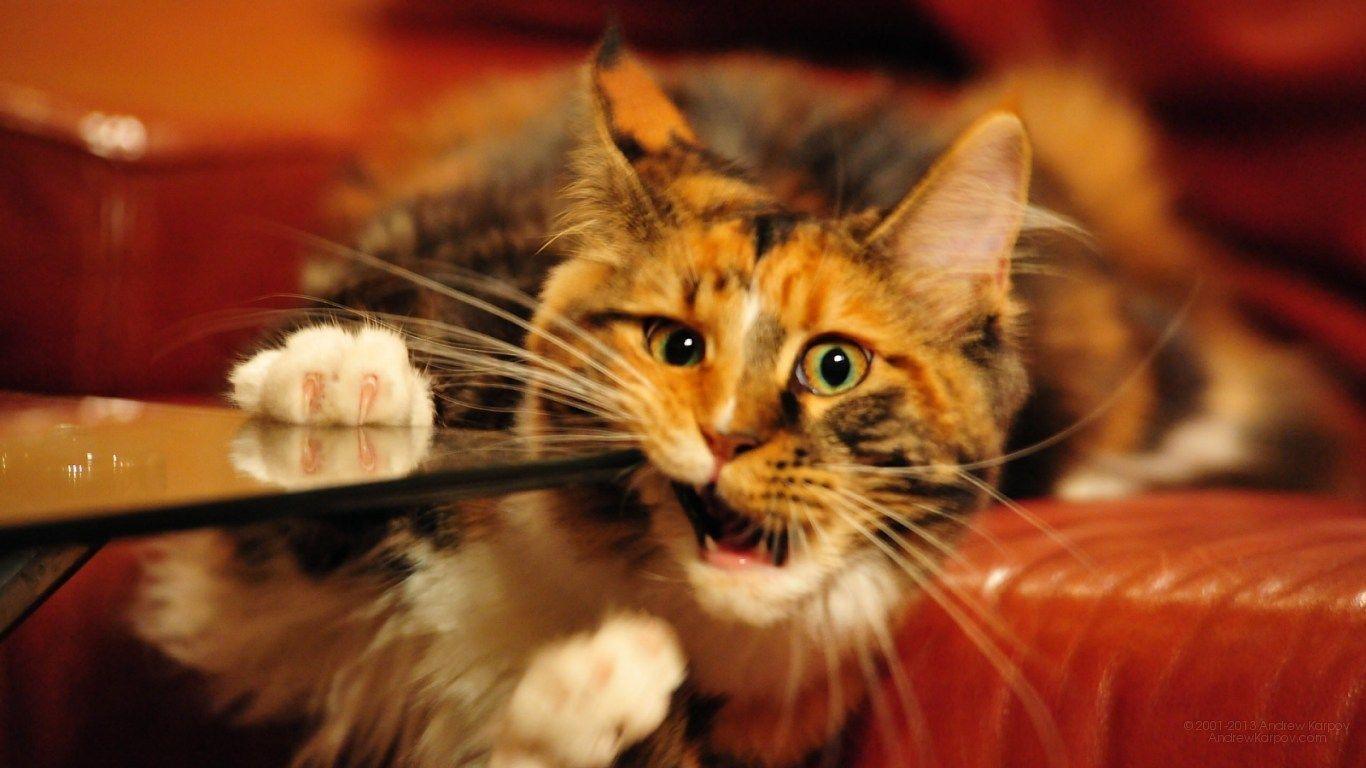 Picture lolcat Funny Cat desktop wallpaper picture 1366 x