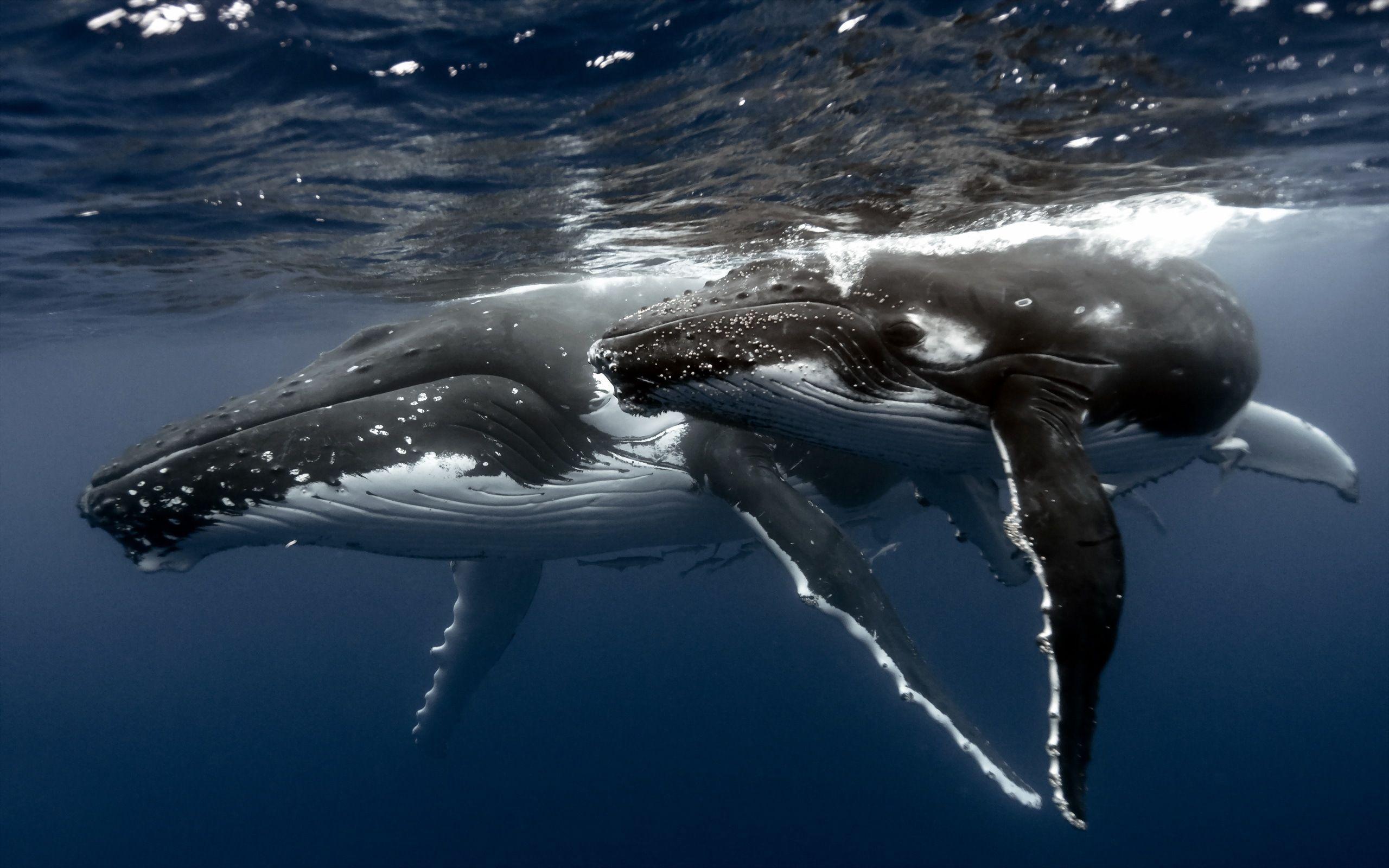 Humpback Whale Wallpaper. Humpback Whale Background