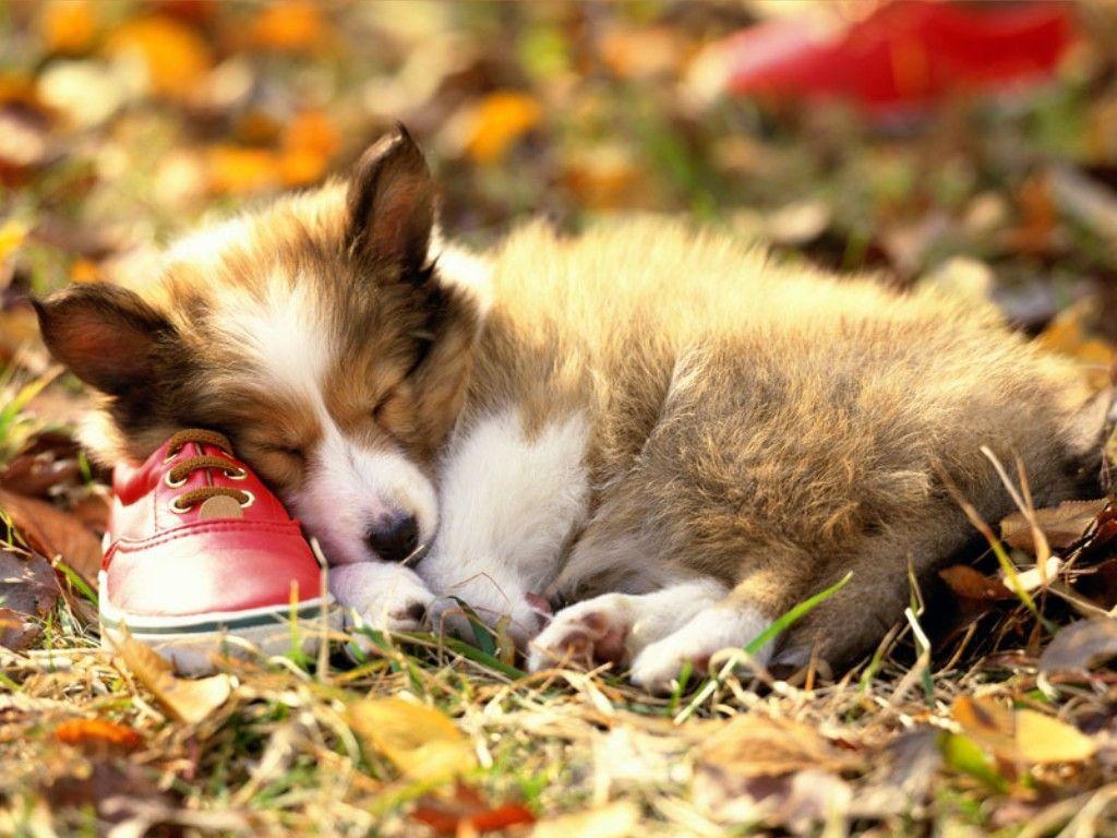 Sleep Shetland Sheepdog. Photo and Desktop Wallpaper