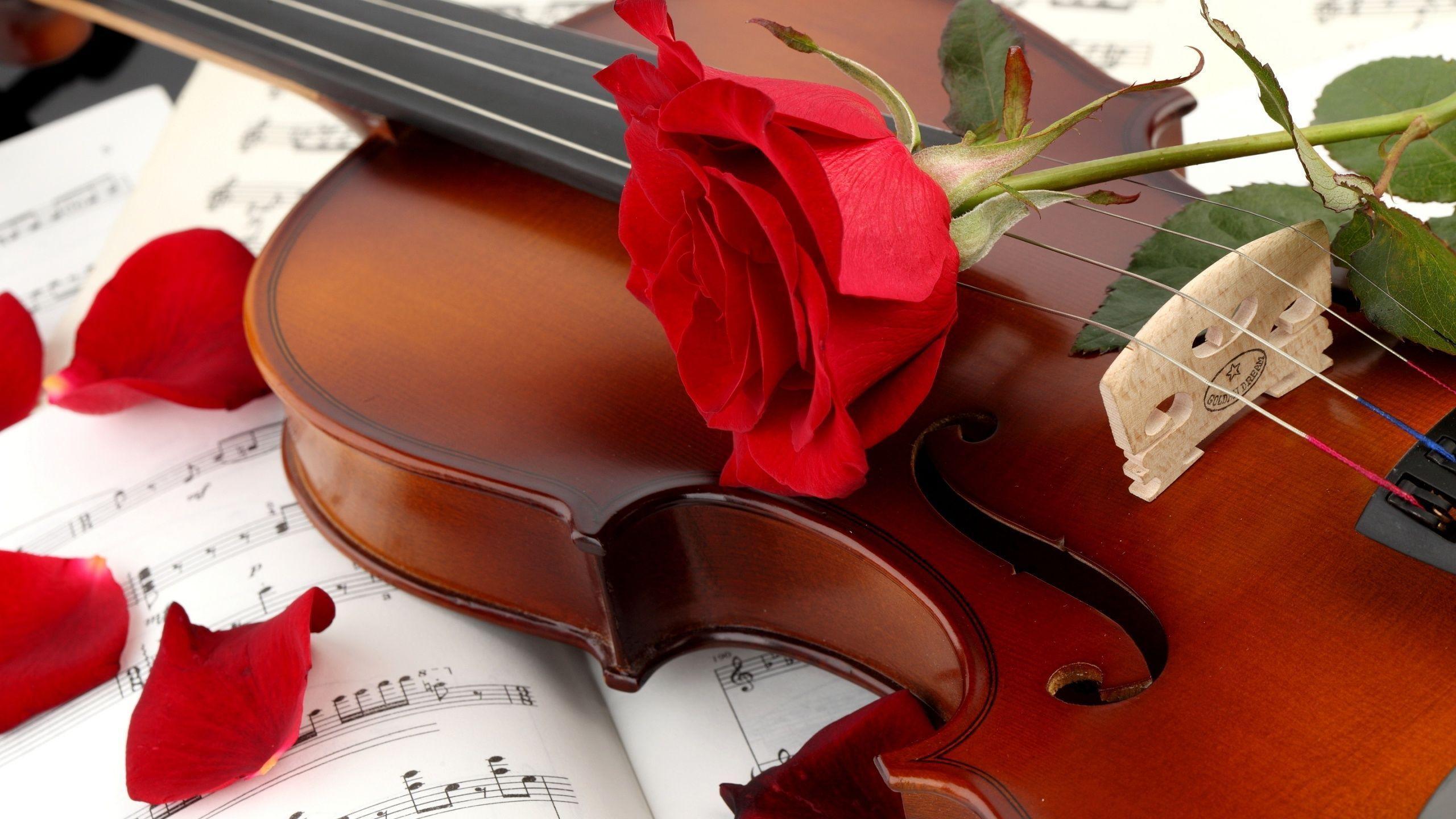 Red Rose Photography Wallpaper