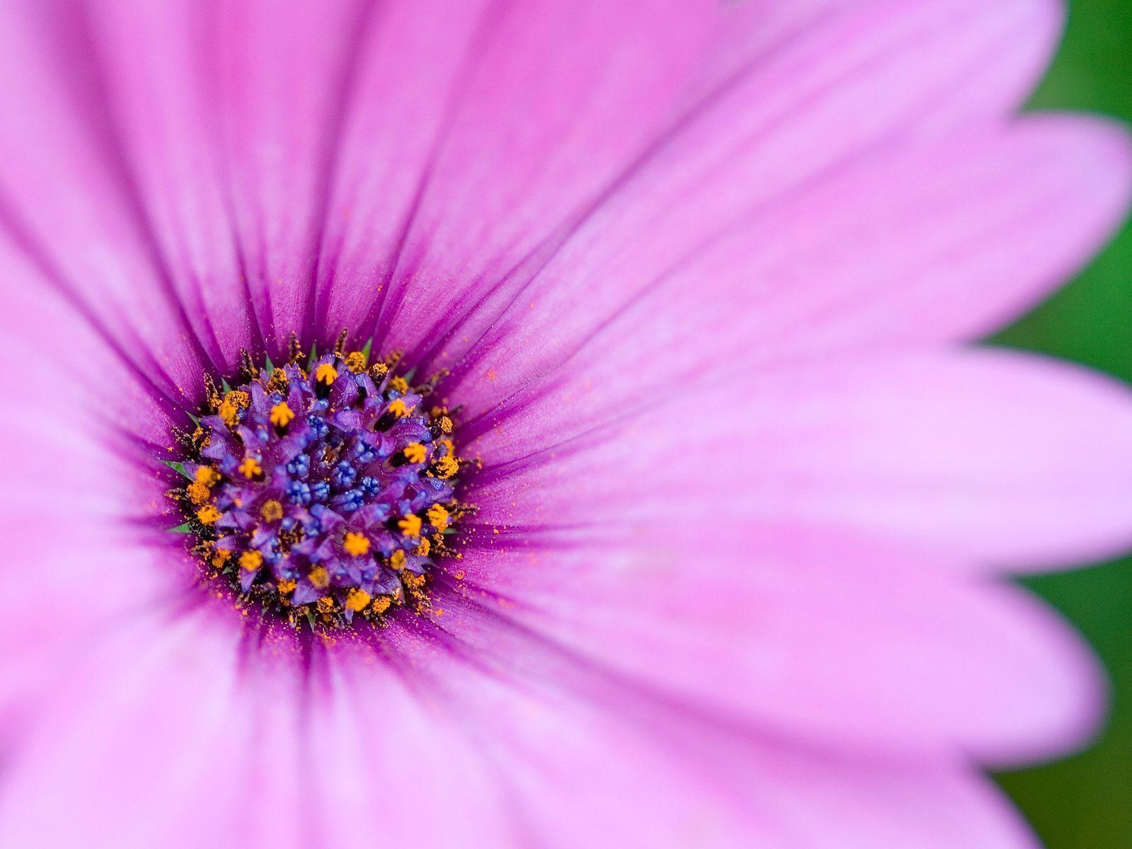 Purple Flower Wallpaper 40309 Download Free HD Desktop