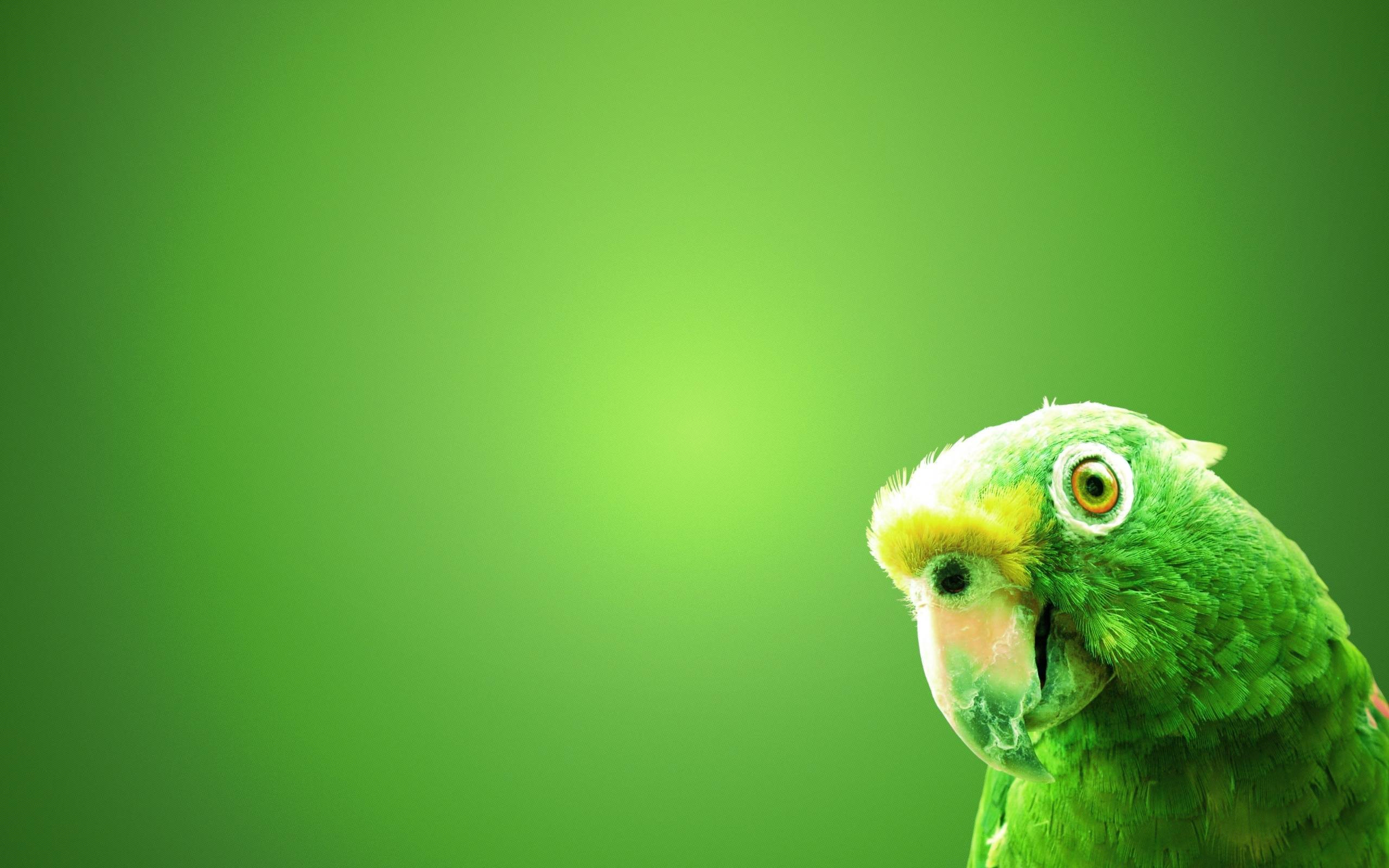 Green Parrot large resolution background photo