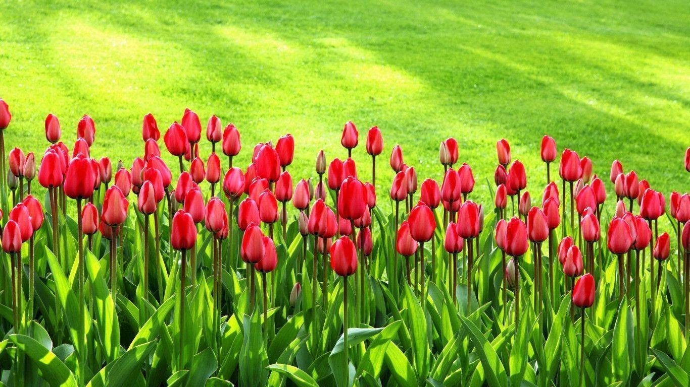 Tulip Flower HD Wallpaper