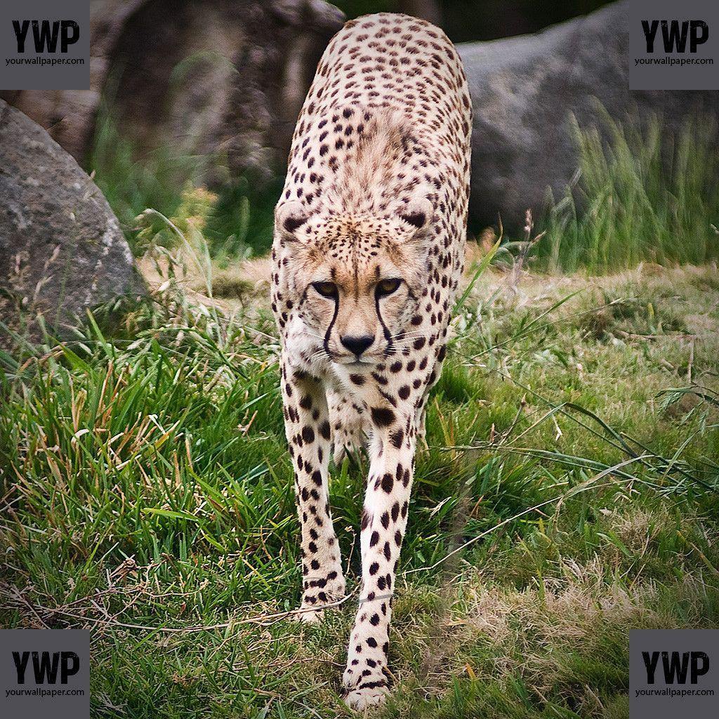 Free Cheetah iPad Wallpaper