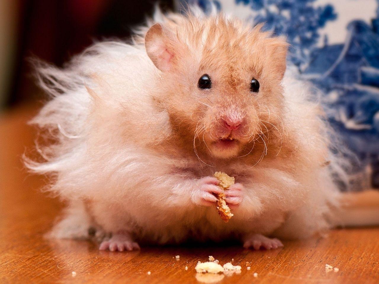 Fluffy hamster Wallpaper